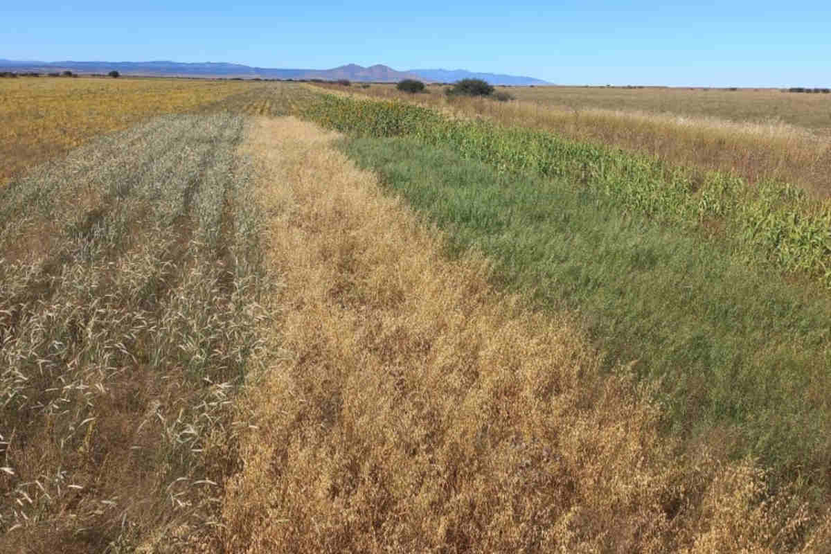 Crearan-Productora-de-Semillas-del-Bienestar-en-Zacatecas