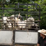 gusano-barrenador-hizo-perder-al-sector-pecuario-mas-de-3-mil-mdp-en-un-ano_eb019c03-ee4a-4b1a-ae90-c76ecdd7e282_medialjnimgndimage=fullsize